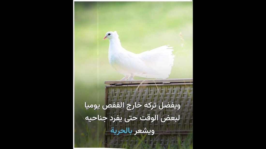 كيفية تنسيق النباتات المنزلية والعناية بها داخل البيت: دليل شامل للمبتدئين