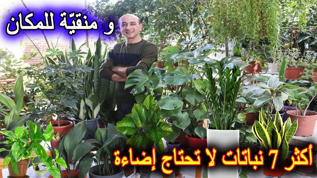 أفضل النباتات المنزلية التي لا تحتاج إلى ضوء الشمس أو عناية مستمرة
