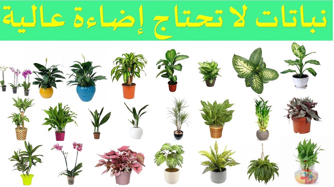أفضل النباتات المنزلية التي لا تحتاج إلى ضوء الشمس أو عناية مستمرة