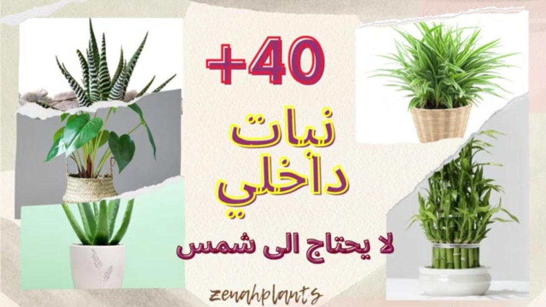 أفضل النباتات المنزلية التي لا تحتاج إلى ضوء الشمس أو عناية مستمرة