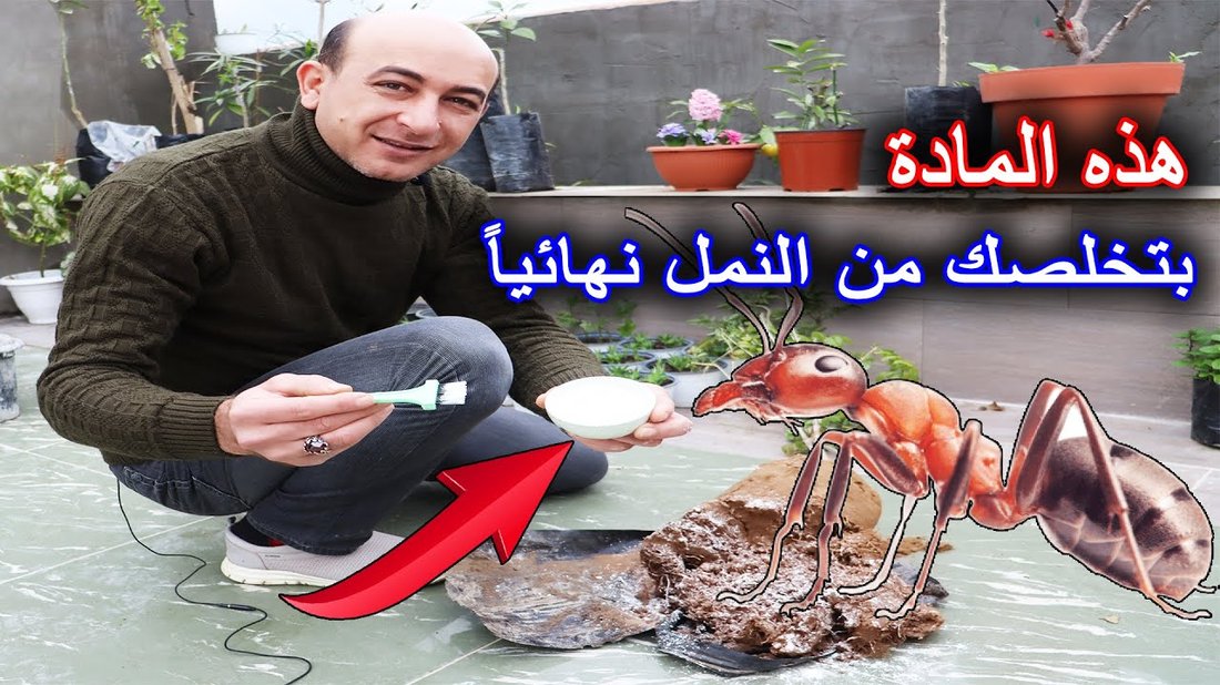 كيفية التخلص من النمل والحشرات المنزلية نهائياً بدون مبيدات كيميائية