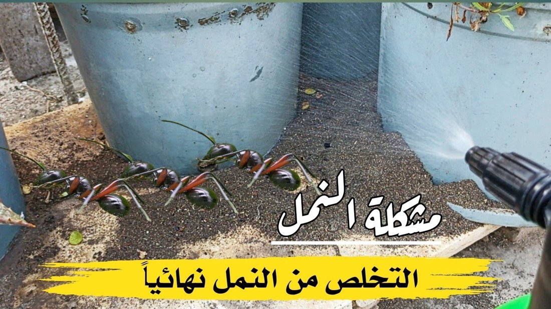 كيفية التخلص من النمل والحشرات المنزلية نهائياً بدون مبيدات كيميائية