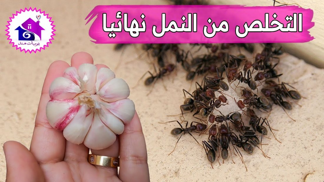 كيفية التخلص من النمل والحشرات المنزلية نهائياً بدون مبيدات كيميائية