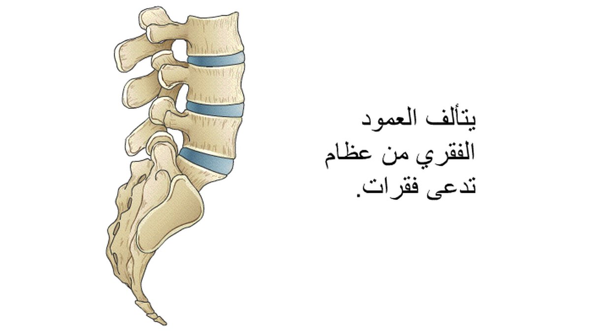 كيف تحمي ظهرك ورقبتك من آلام الجلوس الطويل: دليل شامل للوقاية الفعالة