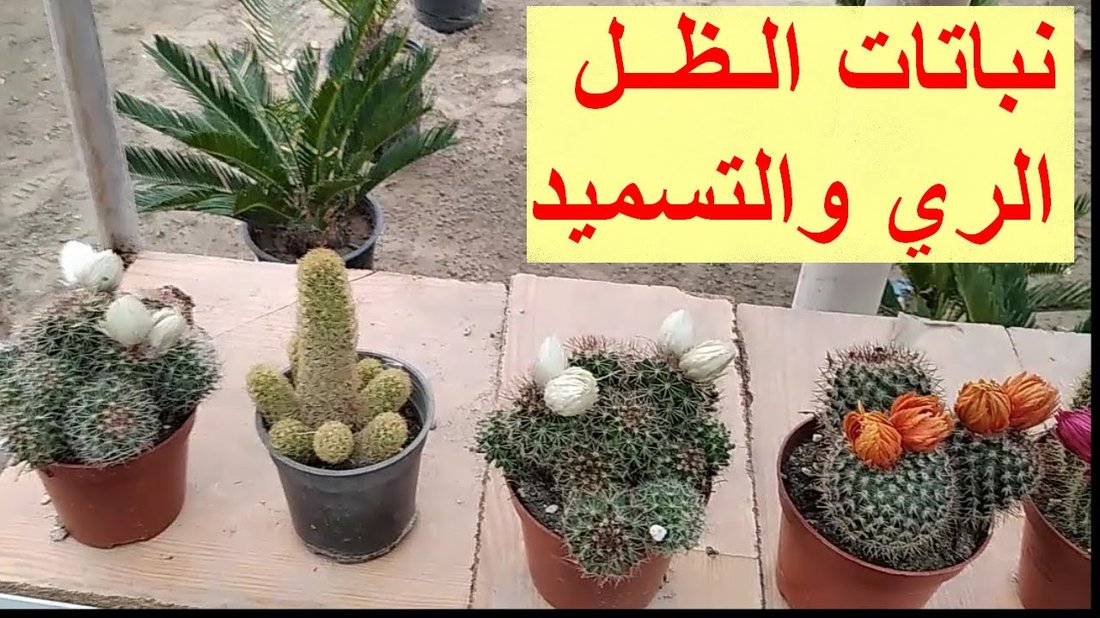 لماذا تذبل نباتات الظل في منزلك؟ أخطاء الري والإضاءة الشائعة