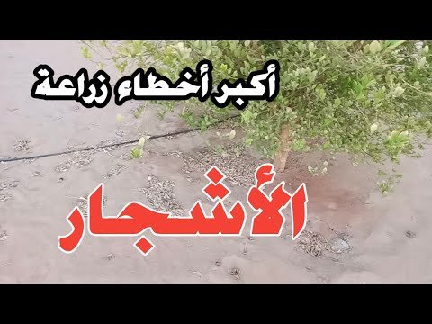 لماذا تذبل نباتات الظل في منزلك؟ أخطاء الري والإضاءة الشائعة
