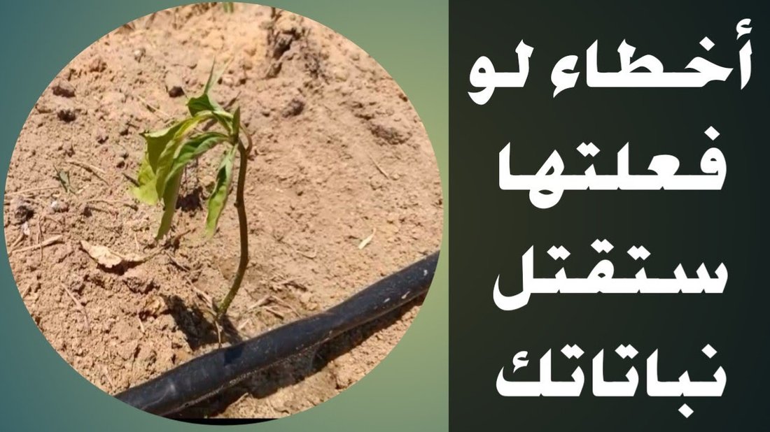 لماذا تذبل نباتات الظل في منزلك؟ أخطاء الري والإضاءة الشائعة