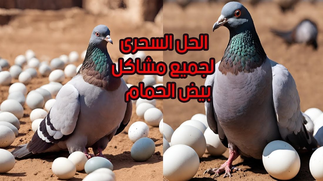 الخطأ الأول الذي يرتكبه المبتدئون عند الاستثمار في سوق الأسهم