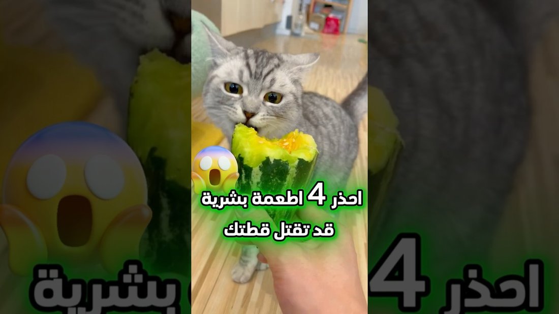 أطعمة بشرية شائعة قد تكون سامة لكلبك دون أن تعلم