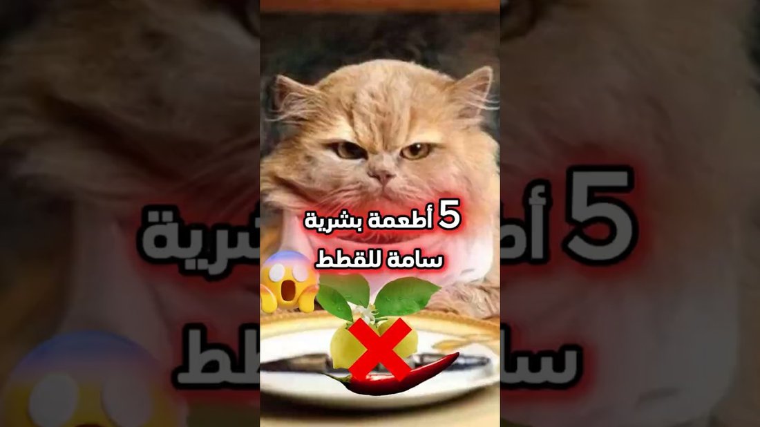 أطعمة بشرية شائعة قد تكون سامة لكلبك دون أن تعلم