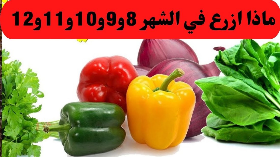دليل البستنة للمساحات الصغيرة: زراعة الخضروات والأعشاب في الشرفة