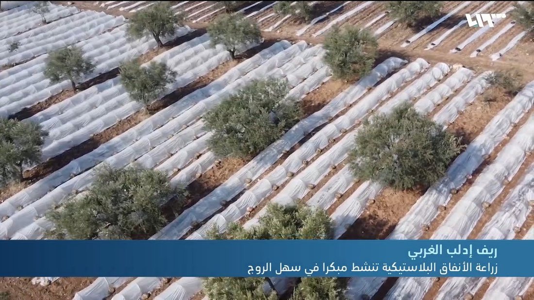دليل البستنة للمساحات الصغيرة: زراعة الخضروات والأعشاب في الشرفة