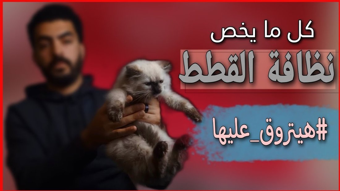 دليل العناية بالقطط للمبتدئين: كل ما تحتاج لمعرفته