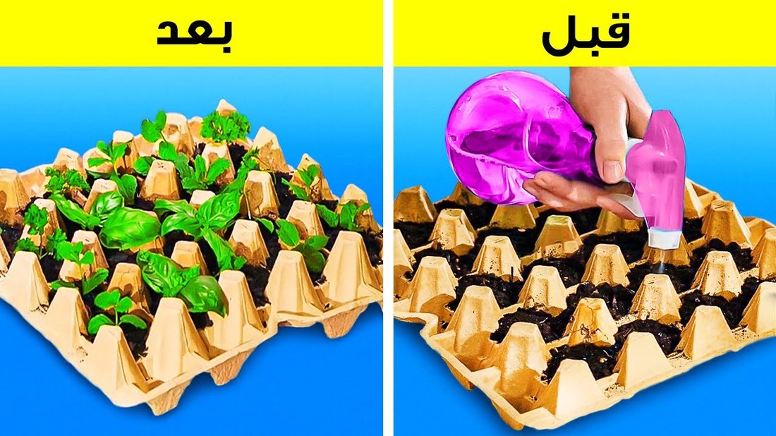 أفضل النباتات المنزلية للمبتدئين التي من المستحيل أن تموت
