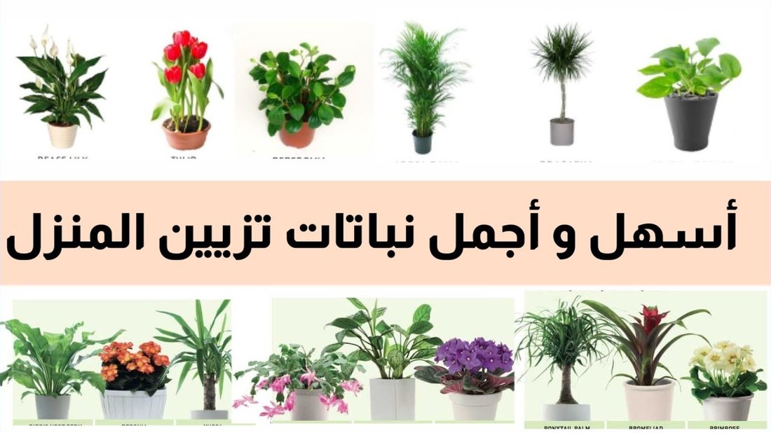 أفضل النباتات المنزلية للمبتدئين التي من المستحيل أن تموت