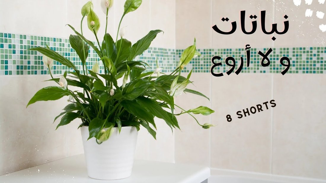 أفضل 5 نباتات منزلية تنقي الهواء ولا تحتاج إلى عناية كبيرة