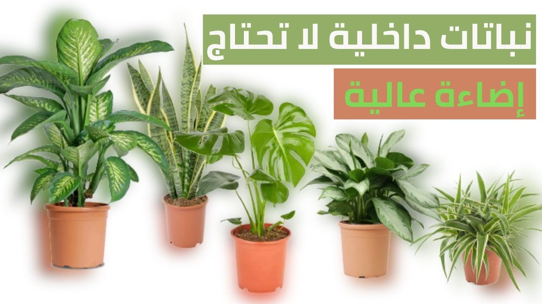 نباتات منزلية لا تحتاج إلى عناية فائقة ويكاد يكون من المستحيل قتلها