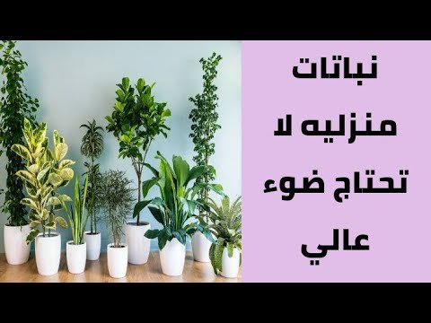 نباتات منزلية لا تحتاج إلى عناية فائقة ويكاد يكون من المستحيل قتلها