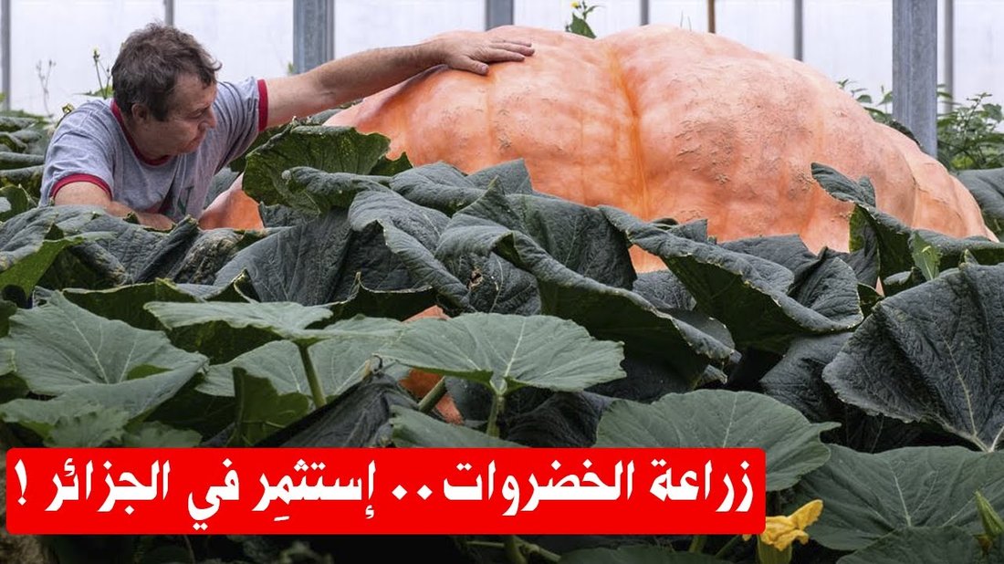 زراعة الخضروات في شرفة صغيرة: الدليل الكامل لسكان الشقق