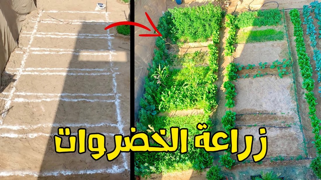 زراعة الخضروات في شرفة صغيرة: الدليل الكامل لسكان الشقق