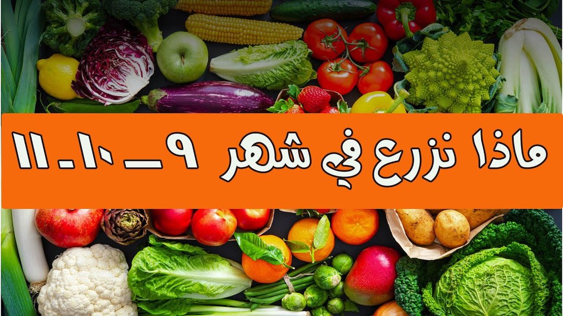زراعة الخضروات في شرفة صغيرة: الدليل الكامل لسكان الشقق