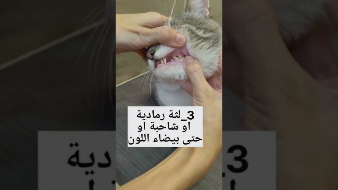 علامات تدل على أن قطتك تشعر بالتوتر سراً (وكيف تساعدها)