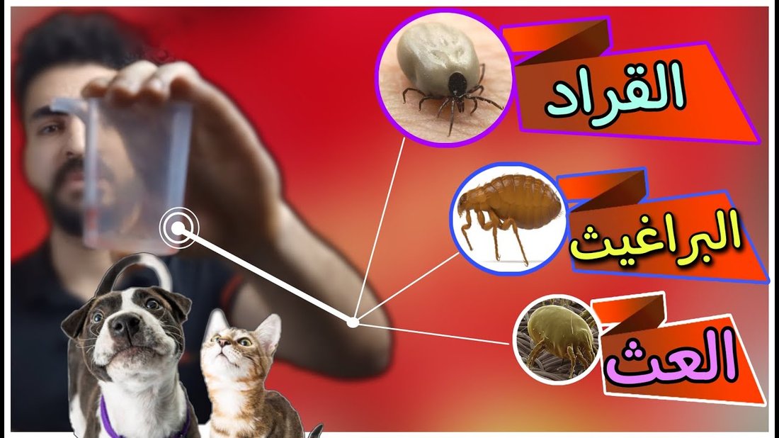 علامات تدل على أن قطتك تشعر بالتوتر سراً (وكيف تساعدها)