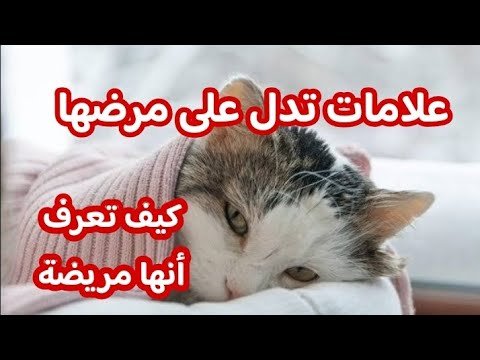علامات تدل على أن قطتك تشعر بالتوتر سراً (وكيف تساعدها)