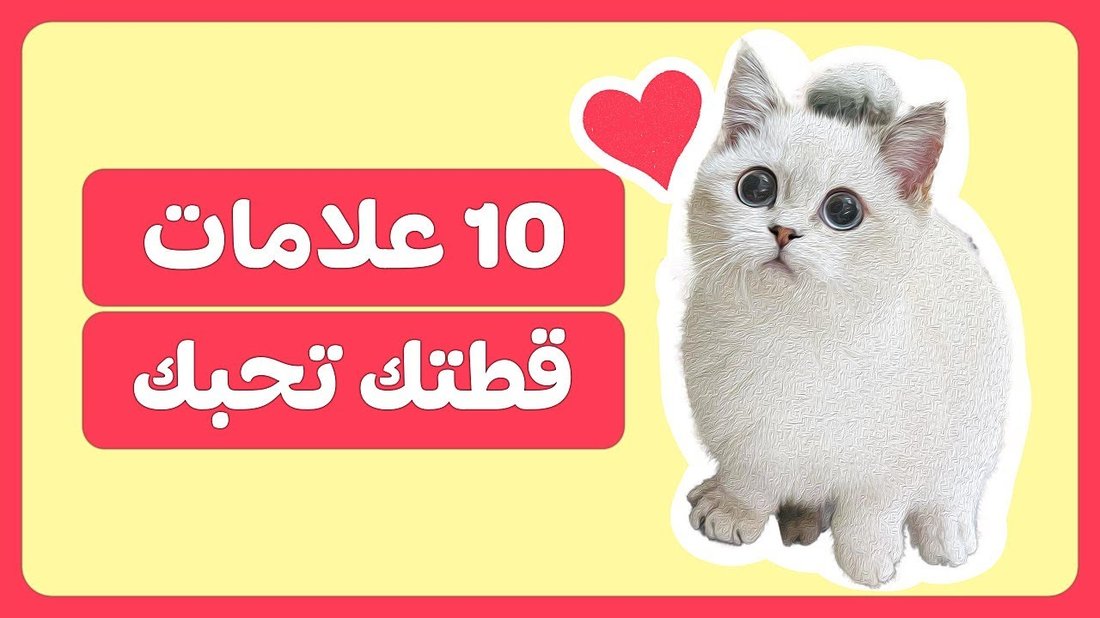 علامات تدل على أن قطتك تشعر بالتوتر سراً (وكيف تساعدها)
